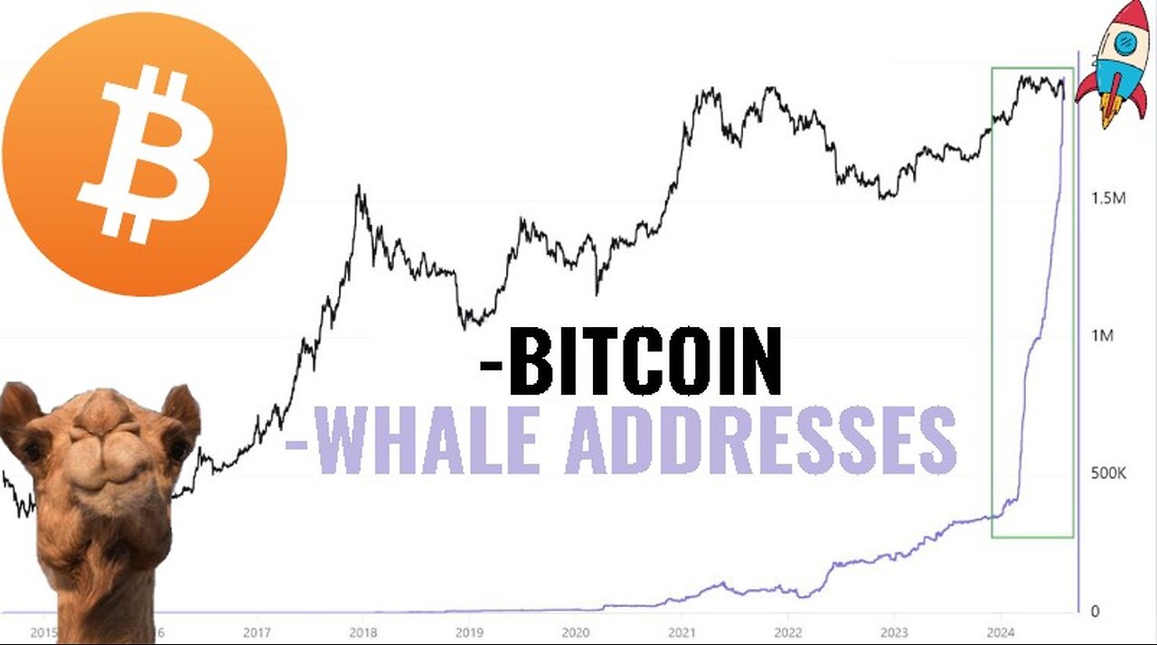 Bitcoin Whales are buying