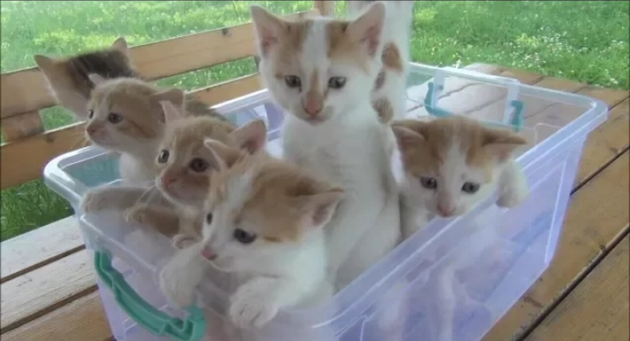 Kittens meowing to much cuteness all talking all the same time