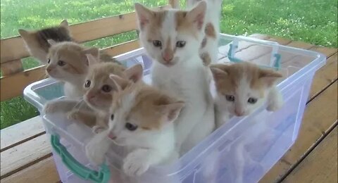 Kittens meowing to much cuteness all talking all the same time