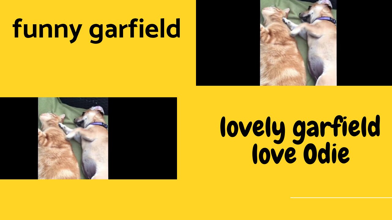 Funny Lovely Garfield