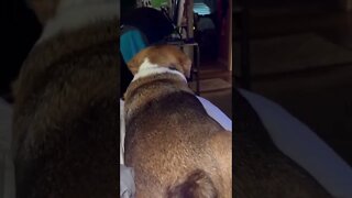 Banchee the Beagle Seeing Ghosts