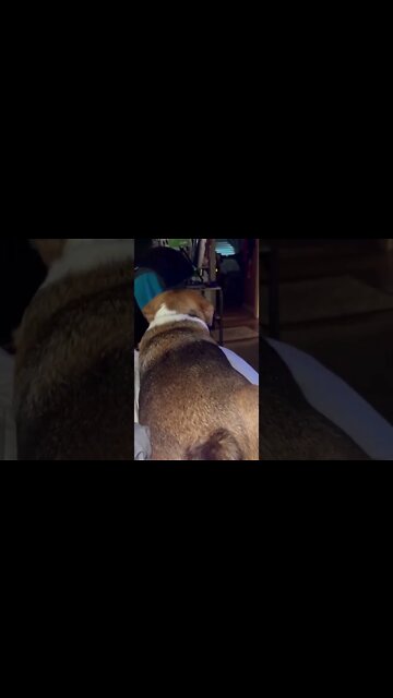 Banchee the Beagle Seeing Ghosts