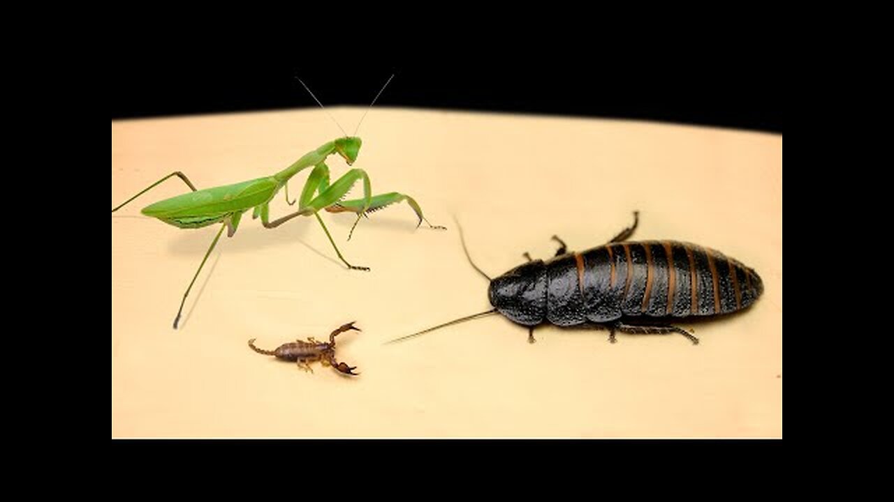 MANTIS and SMALL SCORPION vs BIG MADAGASCAR HISSING COCKROACH 【LIVE FEEDING】