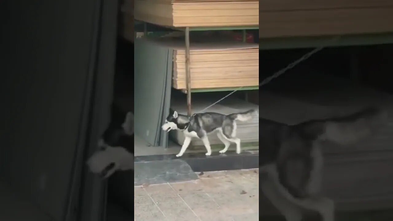 BEST 😍FUNNY😍 PET VIDEOS #78 - Try Not To Laugh #shorts