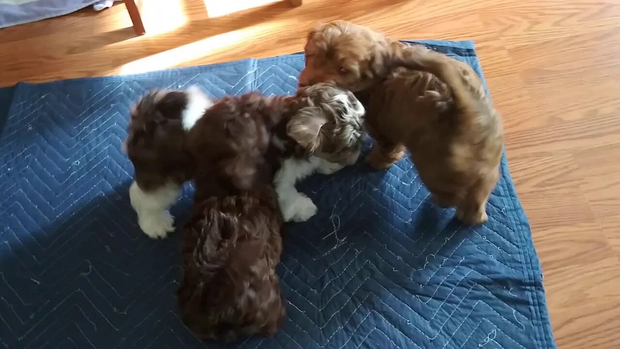 The Remaining Pups (jazz, Bizzy, Chloe, KoKo, jasper, Sir & Francis