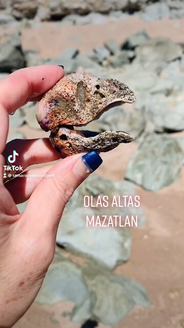 TRex 🐚? You decide!