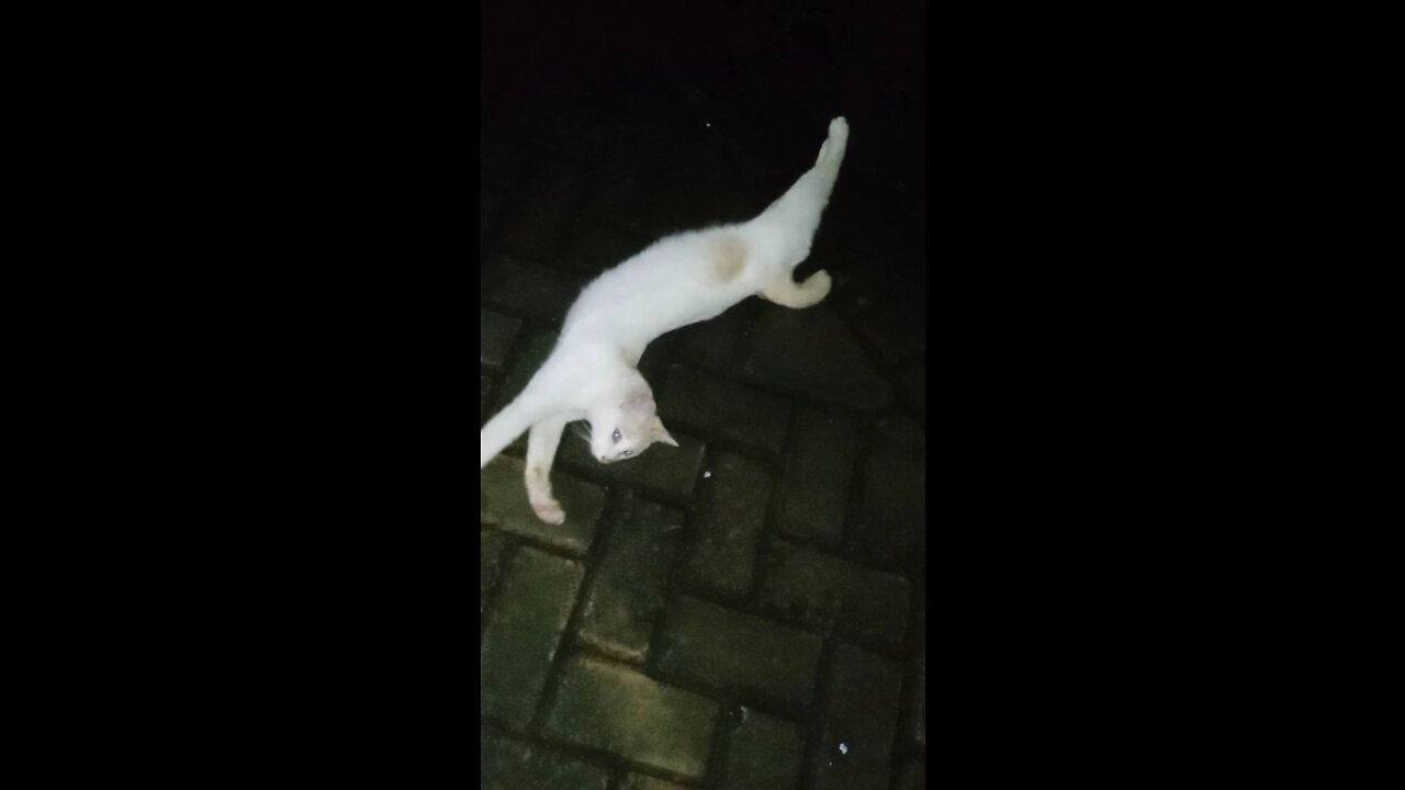 I found my cat in the night