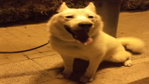 The most beautiful dog of the year