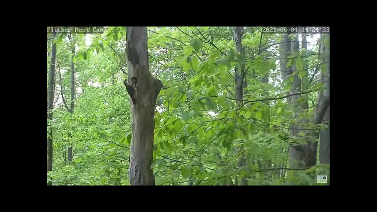 Northern Flicker feeds babies