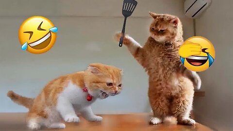 New Funny Animals 😂 Funniest Cats and Dogs Videos 😺🐶