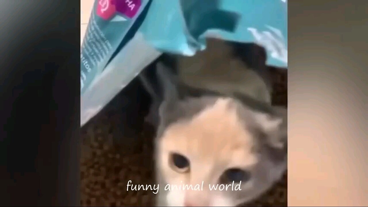 funny animals video 2024