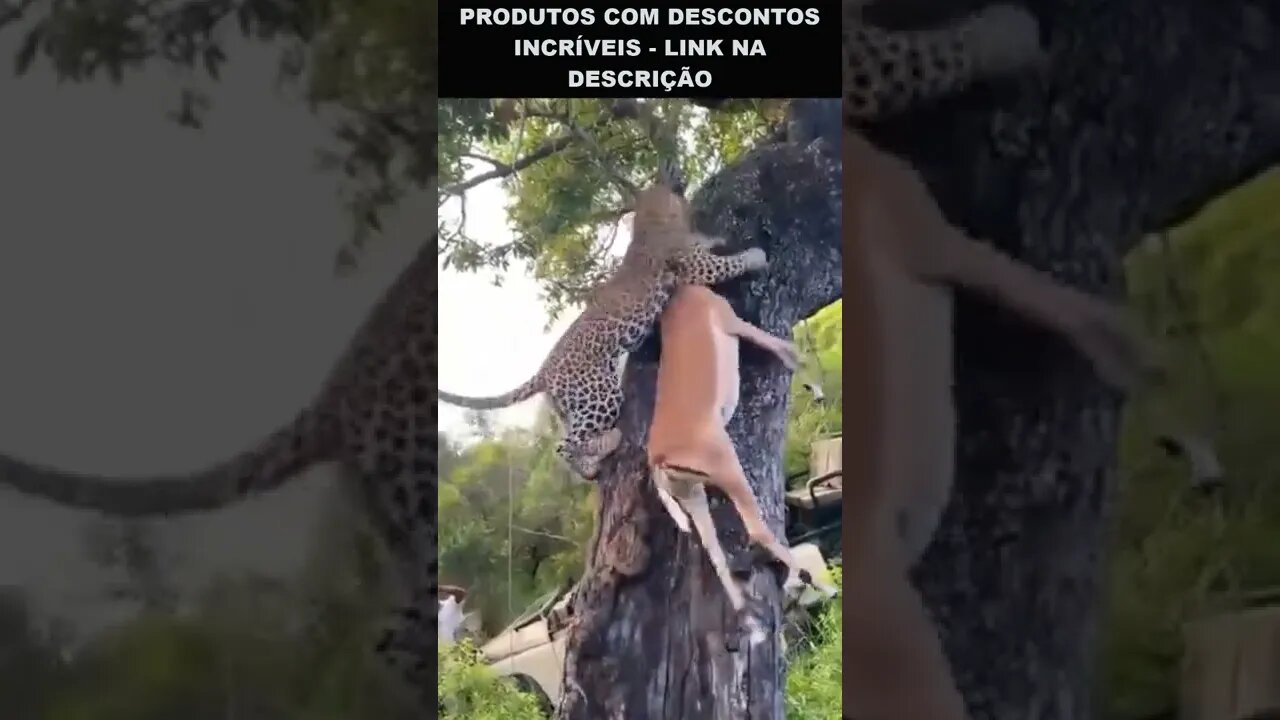 leopardo subindo arvore com a caça