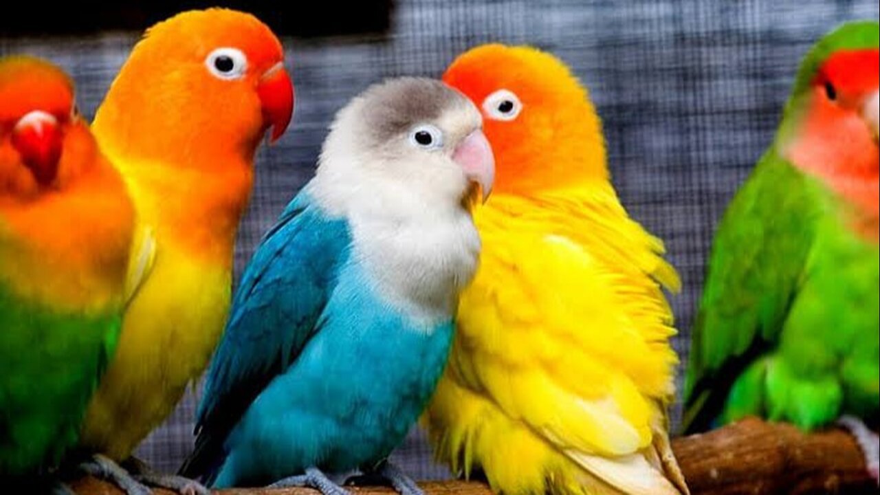 Cute Parrot Saying I Love You To Their Babies