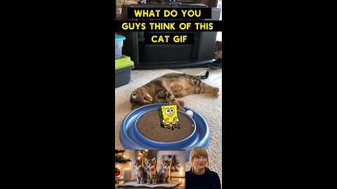 Cute Cat Gif