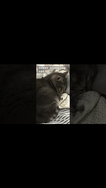 Sweet sleeping cat