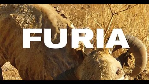 FUR14