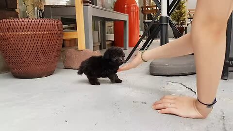 cat video 4 #catlover #cat #viralcat