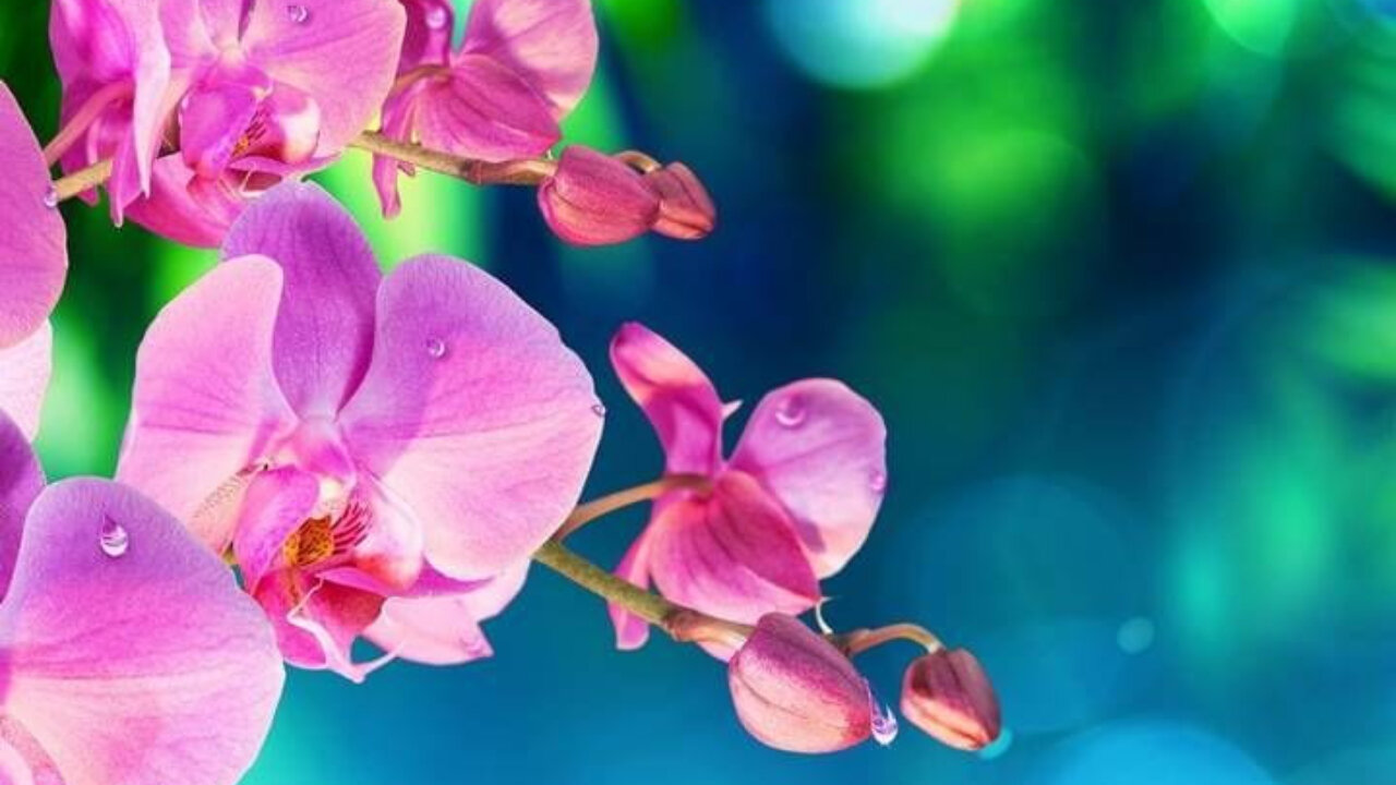 20 minutes Healing& Meditation& Calm music
