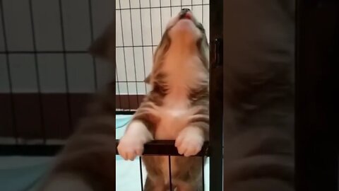 Videos engraçados de cachorro e gato #animais #gatos #cachorros #animaisshow #funny #shorts