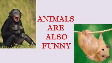 Animals Can Make You Laugh