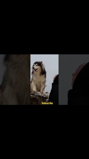 viral funny / cute dog / big dog.