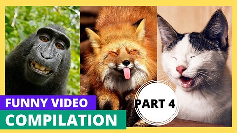 Cats and dogs funny videos compilation - Part 4