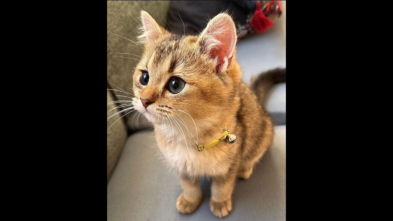 CaKittens 🐈❤️
