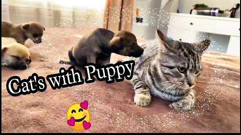 Cat's 🐈 with Puppy 🥰 funny