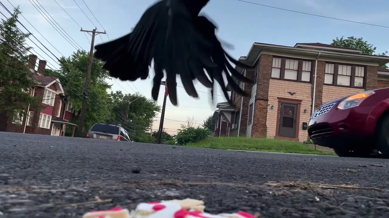 Crow Close-Up: Cookie