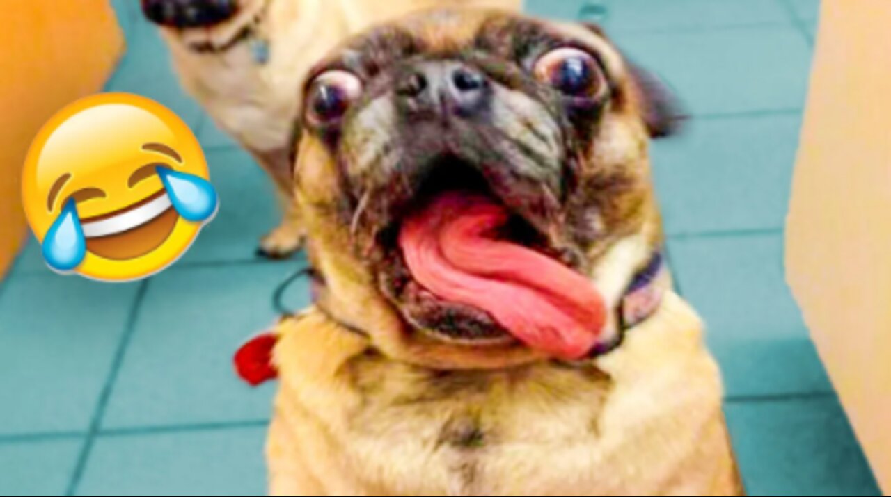Funniest Dogs And Cats Videos - Best Funny Animal Videos of the 2021 😃