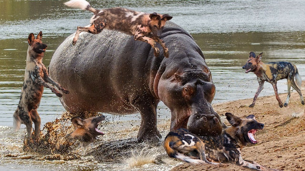 Hippos Alone Attack 50 Wild Dogs _ Wild Dog Fight vs Hippo And Hyena _ Big Battle Of Wild Dogs