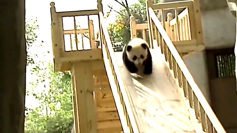 Cute pandas playing on the slide