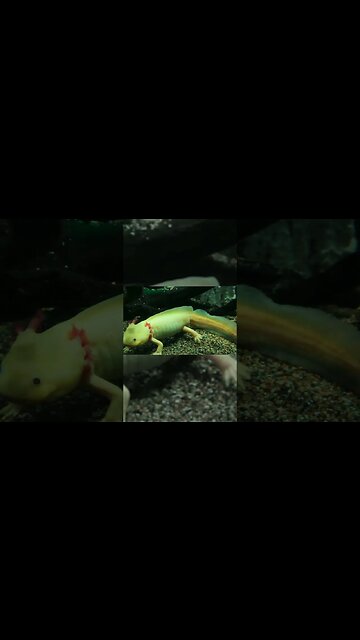 How tarantulas first came to exist!