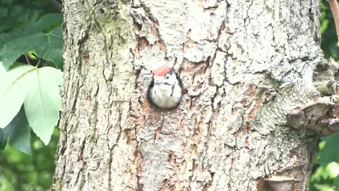 Cute Baby Woodpecker