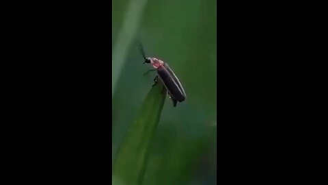 Lighting glowworm
