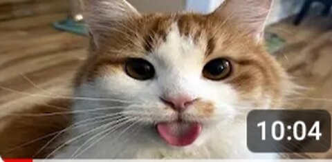 FUNNY CAT MEMES COMPILATION OF 2023 V