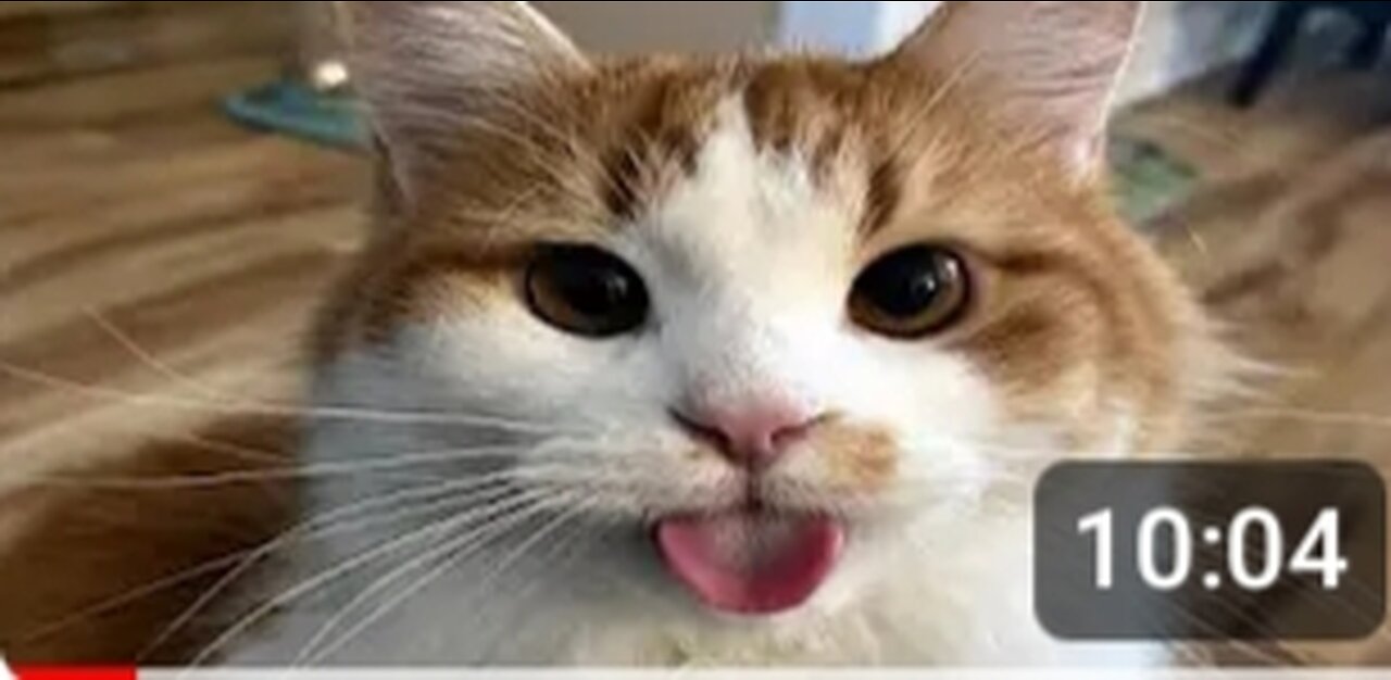 FUNNY CAT MEMES COMPILATION OF 2023 V