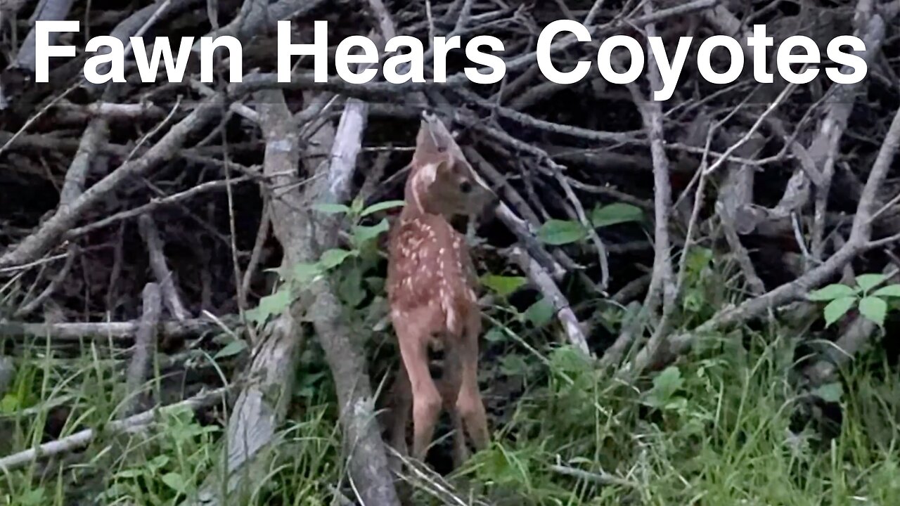 Newborn Fawn Hears a Pack of Coyotes