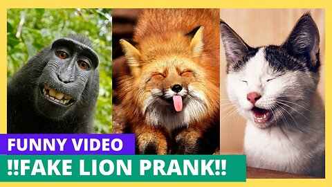 "Troll Prank Dog: Funny Fake Lion, Tiger, and Huge Box Pranks!"