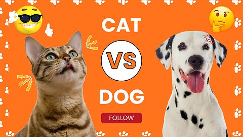 animal video animal video hd animal video 4k 10