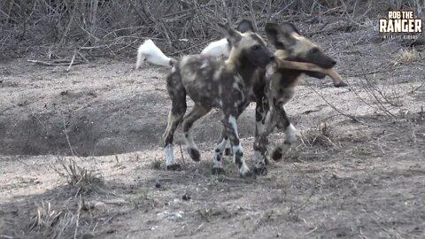 Painted Wolf Pack (African Wild Dogs) Playing With Their Food