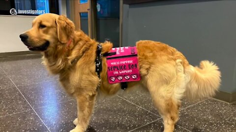 Dog trainer at pet resort where beloved service dog went missing receives 50 citations