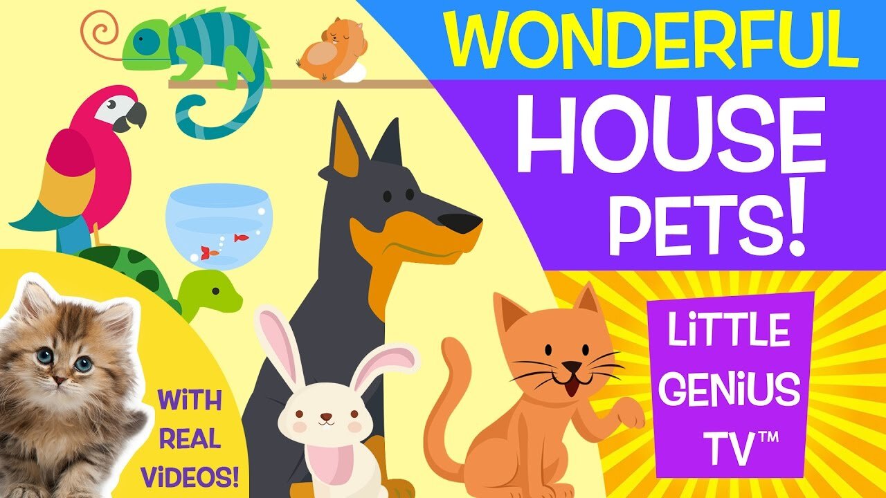Cute House Pets ( Cute Babies And Cute Children ) Beautiful Pets
