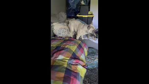 Puppies Playing