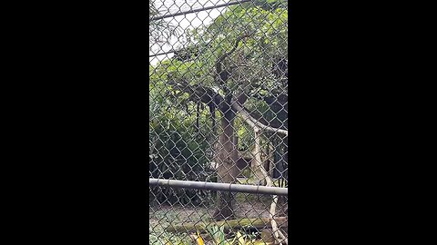 Clouded Leopard At Naples Zoo