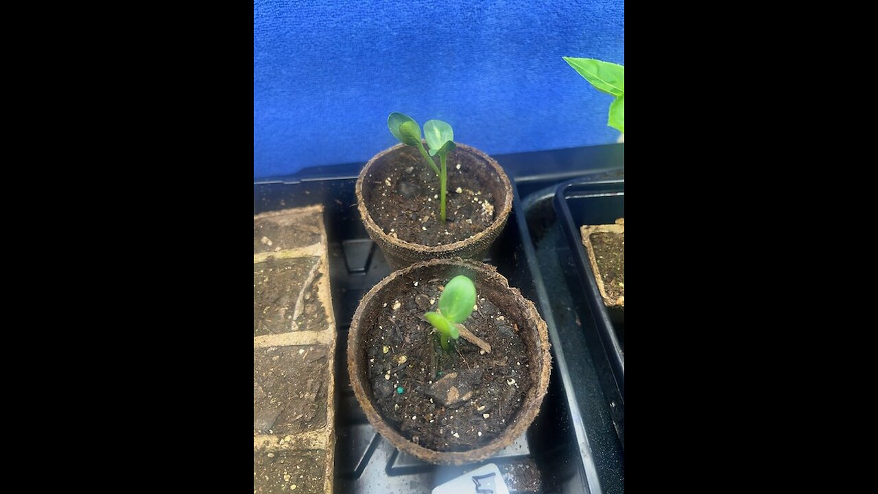 Garden taking off