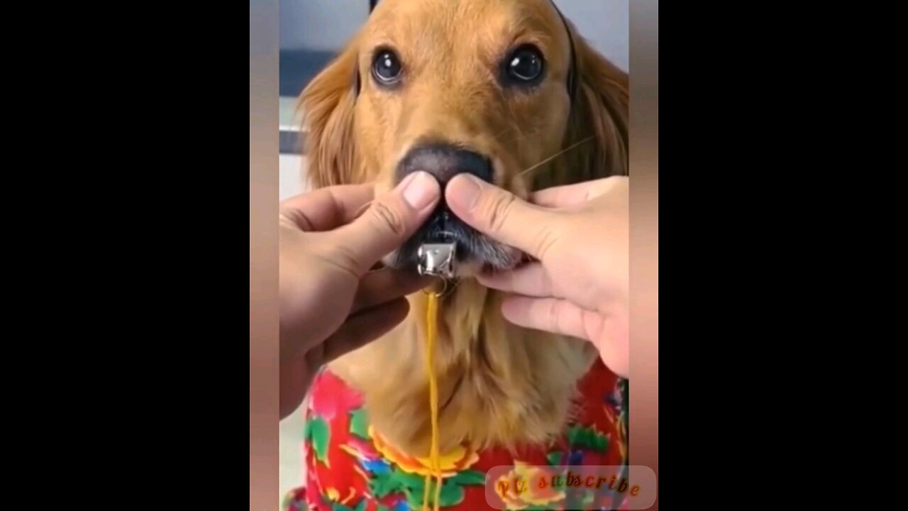 Very funny dog 🤣😂 trending video