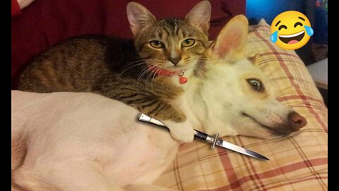 mischief and game of the animal phone is full of funny scenes
