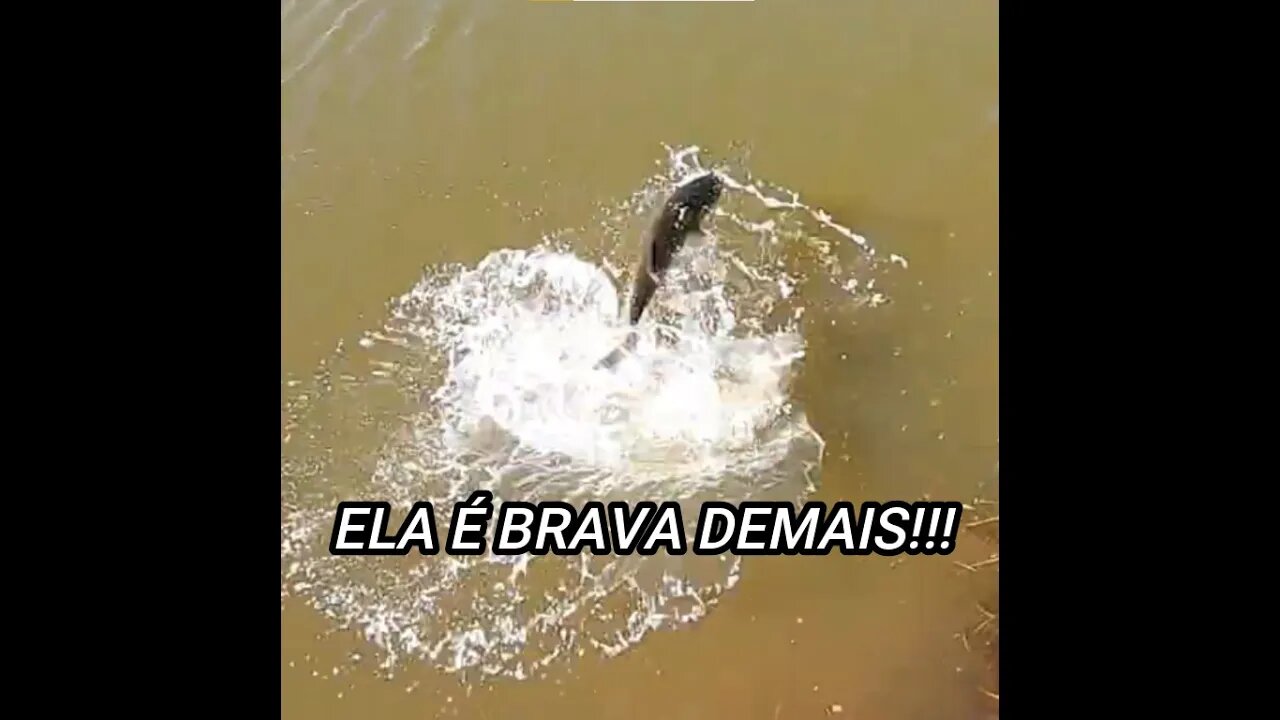 SERÁ QUE ELA É BRAVA??? #Shorts