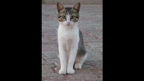 Aegean Cat Information